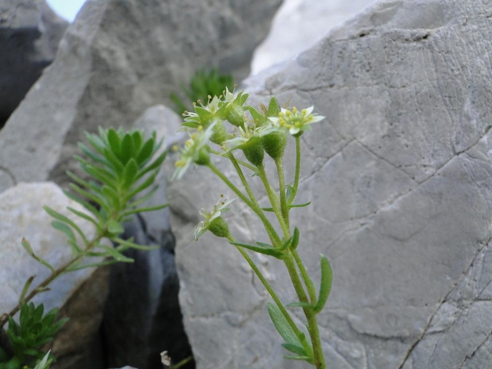 Saxifraga sedoides
